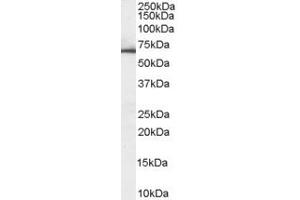 Image no. 1 for anti-3-phosphoinositide Dependent Protein Kinase-1 (PDPK1) (AA 123-133) antibody (ABIN293066) (PDPK1 Antikörper  (AA 123-133))