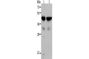 Western Blotting (WB) image for anti-Actin, alpha 1, Skeletal Muscle (ACTA1) antibody (ABIN2429134) (Actin Antikörper)