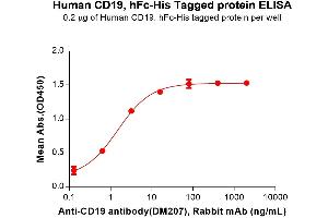 ELISA plate pre-coated by 2 μg/mL (100 μL/well) Human CD19 Protein, hFc-His tag (ABIN6964071, ABIN7042397 and ABIN7042398) can bind Anti-CD19 antibody(DM207), Rabbit mAb in a linear range of 0. (CD19 Protein (AA 20-291) (Fc-His Tag))