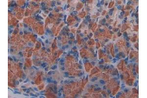 DAB staining on IHC-P; Samples: Mouse Stomach Tissue (Klotho beta Antikörper  (AA 380-506))