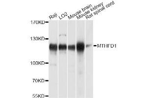 Western blot analysis of extracts of various cell lines, using MTHFD1 antibody (ABIN5996305) at 1/1000 dilution. (MTHFD1 Antikörper)