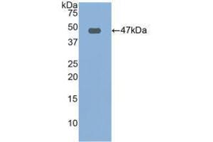 Western blot analysis of recombinant Human FBN1. (Fibrillin 1 Antikörper  (AA 246-389))