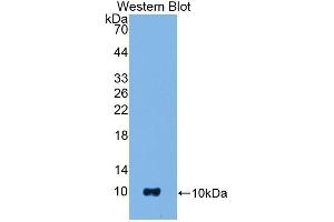 Western Blotting (WB) image for anti-S100 Calcium Binding Protein B (S100B) (AA 1-92) antibody (ABIN1078516) (S100B Antikörper  (AA 1-92))