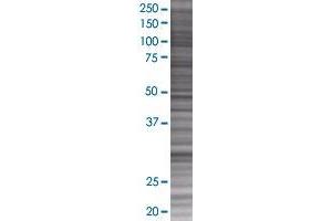 FCN3 transfected lysate. (FCN3 293T Cell Transient Overexpression Lysate(Denatured))