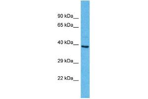 Western Blotting (WB) image for anti-Olfactory Receptor, Family 2, Subfamily A, Member 25 (OR2A25) (C-Term) antibody (ABIN2447631) (OR2A25 Antikörper  (C-Term))