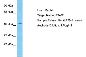 Host: Rabbit Target Name: PTAR1 Sample Type: HepG2 Whole Cell lysates Antibody Dilution: 1. (PTAR1 Antikörper  (C-Term))