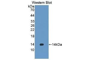 Western Blotting (WB) image for anti-Signal Transducer and Activator of Transcription 5A (STAT5A) (AA 586-688) antibody (ABIN1860654) (STAT5A Antikörper  (AA 586-688))