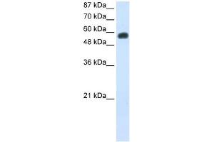 NOC4L antibody used at 0. (NOC4L Antikörper)