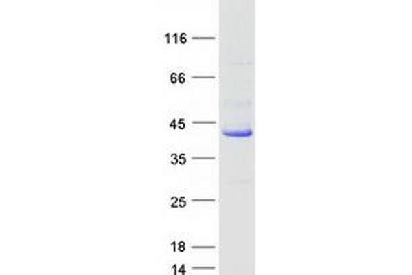 ATP6V0D1 Protein (Myc-DYKDDDDK Tag)