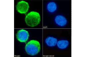 Immunofluorescence staining of fixed U937 cells with anti-C5aR antibody S5/1. (Rekombinanter C5AR1 Antikörper  (AA 1-31))