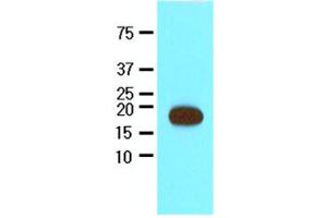 Western Blotting (WB) image for anti-Streptavidin (AA 25-183) antibody (ABIN317567) (Streptavidin Antikörper  (AA 25-183))