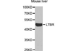 Western blot analysis of extracts of mouse liver, using LTBR antibody (ABIN5973087) at 1/1000 dilution. (LTBR Antikörper)