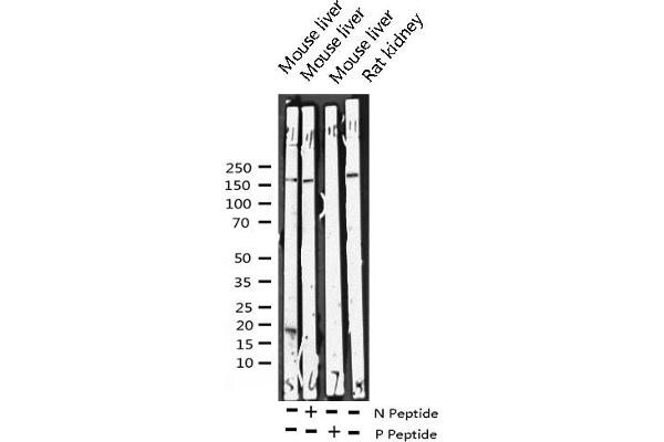 ERBB4 Antikörper  (pTyr1284)