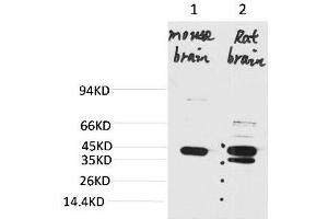 Western blot analysis of 1) Mouse BrainTissue, 2) Rat Brain Tissue with KCNK9 Rabbit pAb diluted at 1:2000. (KCNK9 Antikörper)