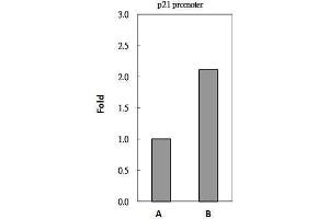 Chromatin Immunoprecipitation (ChIP) image for anti-Histone Deacetylase 1 (HDAC1) antibody (ABIN2854776)