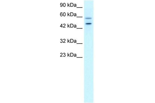 GC-Rich Promoter Binding Protein 1 (GPBP1) (N-Term) Antikörper