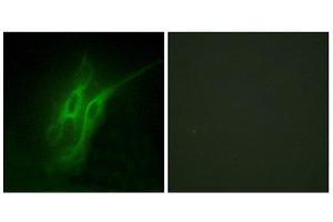 Immunofluorescence (IF) image for anti-Serotonin Receptor 4 (HTR4) (N-Term) antibody (ABIN1850161) (Serotonin Receptor 4 Antikörper  (N-Term))