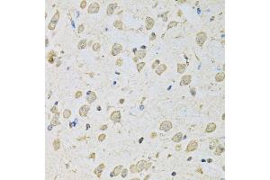 Immunohistochemistry of paraffin-embedded mouse brain using PSMC2 antibody. (PSMC2 Antikörper)