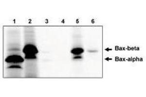 Immunoprecipitation of in  vitro translated Baxα (1) and Baxβ (2) using Bax antibody, cln 6A7  protein using Baxβ antibody. (BAX Antikörper)