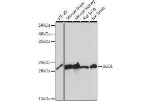 Western blot analysis of extracts of various cell lines, using GLO1 Rabbit mAb (ABIN7267485) at 1:1000 dilution. (GLO1 Antikörper)
