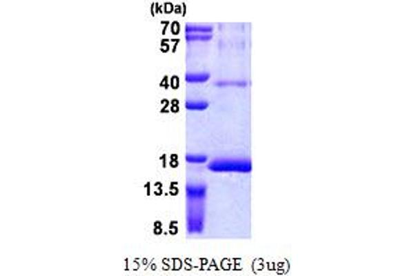 RPS12 Protein (AA 1-132) (His tag)