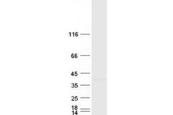 RHBDD1 Protein (Myc-DYKDDDDK Tag)