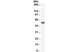 Western blot testing of human adipose lysate with Perilipin antibody at 0. (PLIN1 Antikörper)