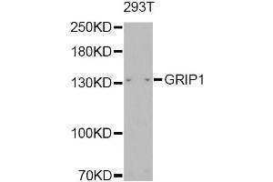 Western blot analysis of extracts of 293T, using GRIP1 Antibody. (GRIP1 Antikörper)