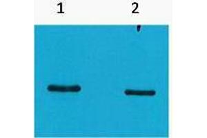 Western Blotting (WB) image for anti-SRT Tag antibody (ABIN3178707) (SRT Tag Antikörper)