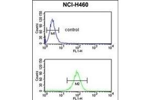 EXOC5 Antibody (C-term) (ABIN652954 and ABIN2842609) flow cytometric analysis of NCI- cells (bottom histogram) compared to a negative control cell (top histogram). (EXOC5 Antikörper  (C-Term))
