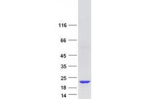 Musculin Protein (MSC) (Myc-DYKDDDDK Tag)