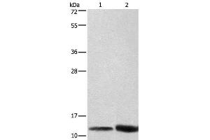 Western Blot analysis of Hela cell and Mouse brain tissue using CYCS Polyclonal Antibody at dilution of 1:600 (Cytochrome C Antikörper)