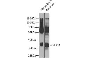 Western blot analysis of extracts of various cell lines, using STX1A Rabbit pAb (ABIN6134937, ABIN6148660, ABIN6148662 and ABIN6223930) at 1:500 dilution. (STX1A Antikörper)