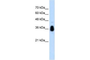 Western Blotting (WB) image for anti-Makorin Ring Finger Protein 1 (MKRN1) antibody (ABIN2462669) (MKRN1 Antikörper)