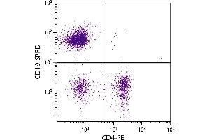 C57BL/6 mouse splenocytes were stained with Rat Anti-Mouse CD19-SPRD. (CD19 Antikörper  (SPRD))