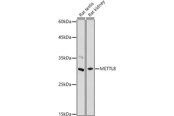 METTL8 Antikörper