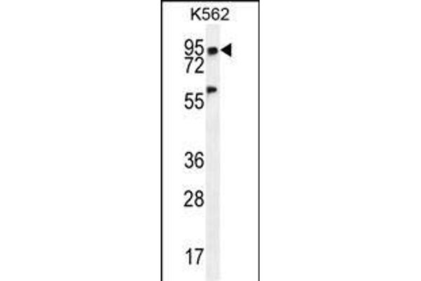 PLEKHA4 Antikörper  (N-Term)