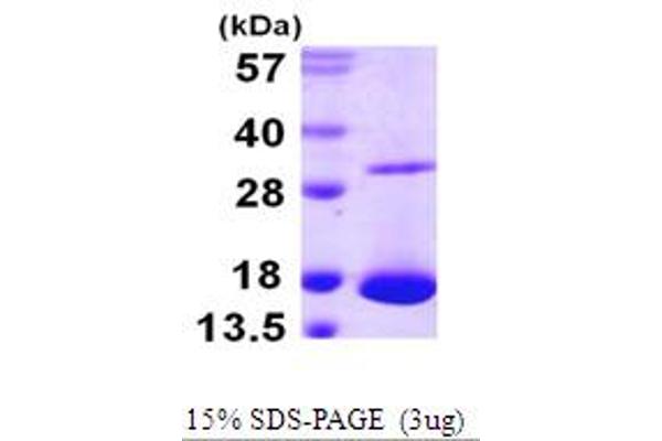 Galectin 10 Protein (AA 1-142) (His tag)