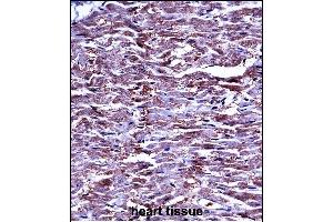 P15 Antibody (N-term) ((ABIN657673 and ABIN2846665))iunohistochemistry analysis in formalin fixed and paraffin embedded human heart tissue followed by peroxidase conjugation of the secondary antibody and DAB staining. (MMP15 Antikörper  (N-Term))