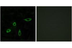 Immunofluorescence (IF) image for anti-Lysophosphatidic Acid Receptor 2 (LPAR2) (AA 290-339) antibody (ABIN2890765) (EDG4 Antikörper  (AA 290-339))