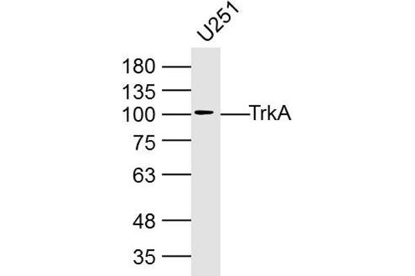 TRKA Antikörper  (AA 725-821)