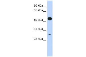 PDIK1L antibody used at 1 ug/ml to detect target protein. (PDIK1L Antikörper  (Middle Region))