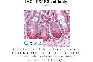 Image no. 1 for anti-Chemokine (C-X-C Motif) Receptor 2 (CXCR2) antibody (ABIN1723149) (CXCR2 Antikörper)