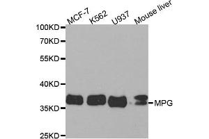 Western Blotting (WB) image for anti-N-Methylpurine-DNA Glycosylase (MPG) antibody (ABIN1876598) (MPG Antikörper)