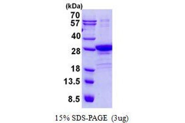 POLR2E Protein (His tag)