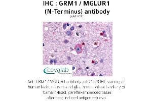 Image no. 1 for anti-Glutamate Receptor, Metabotropic 1 (GRM1) (Extracellular Domain), (N-Term) antibody (ABIN1735261) (Metabotropic Glutamate Receptor 1 Antikörper  (Extracellular Domain, N-Term))