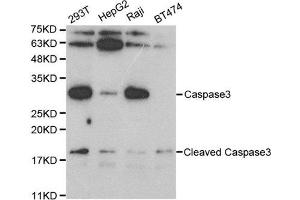 Western blot analysis of extracts of various cell lines, using CASP3 antibody. (Caspase 3 Antikörper)