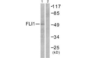 Western Blotting (WB) image for anti-Friend Leukemia Virus Integration 1 (FLI1) (Internal Region) antibody (ABIN1848550) (FLI1 Antikörper  (Internal Region))