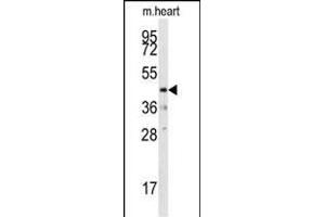 Western blot analysis of anti-DUSP10 Pab (ABIN392871 and ABIN2842282) in mouse heart tissue lysates (35 μg/lane). (DUSP10 Antikörper  (N-Term))
