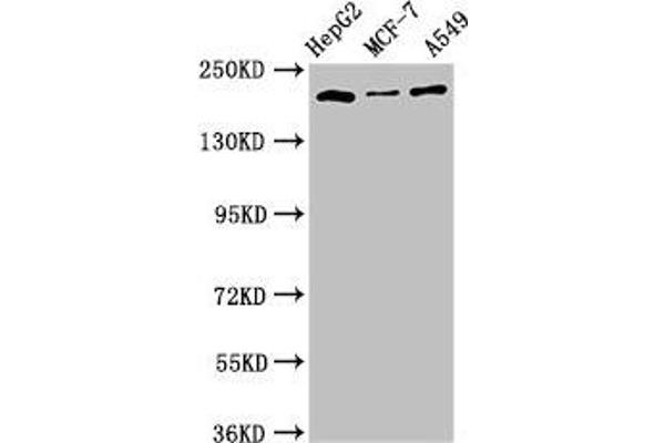 Obscurin-Like 1 (OBSL1) (AA 1-61) Antikörper